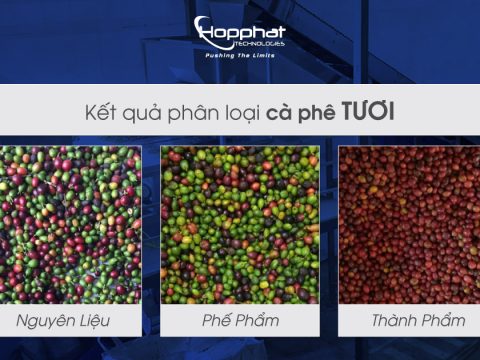 Kết quả phân loại cà phê tươi