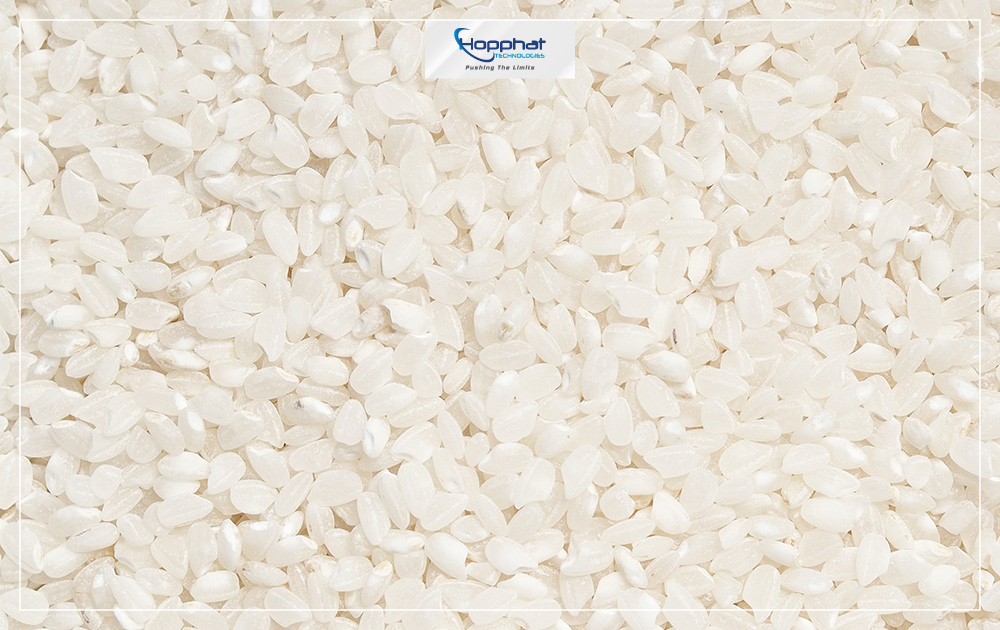 Hạt gạo đều màu và có kích thước bằng nhau khi được phân loại bằng máy.