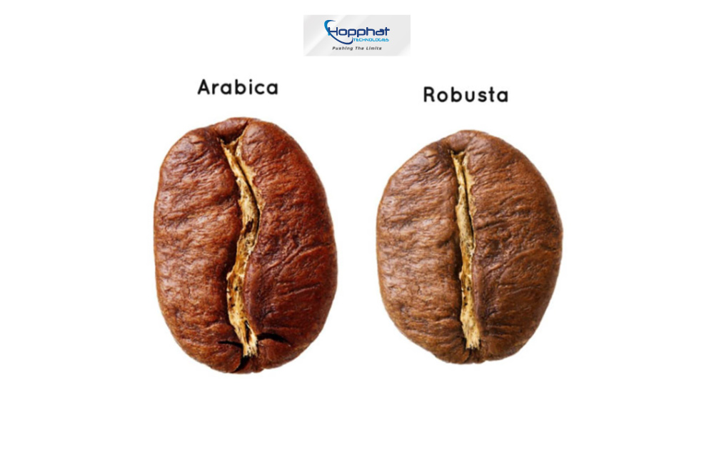 Cà phê Arabica và Robusta có kích thước và hình dạng hạt khác nhau.