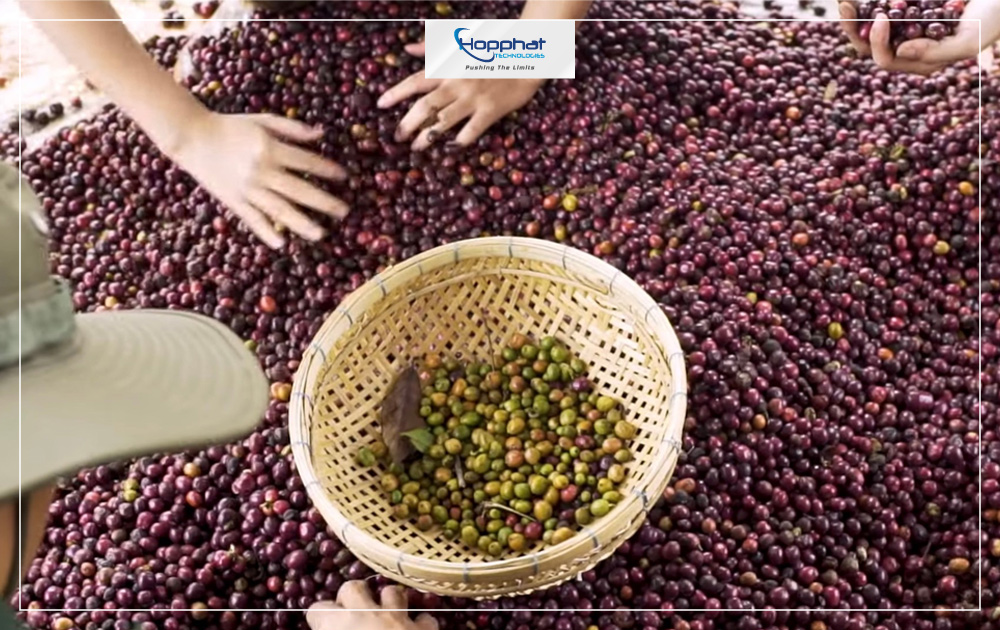 Cà phê chín sẽ được thu hoạch để tiến hành chế biến và sản xuất.